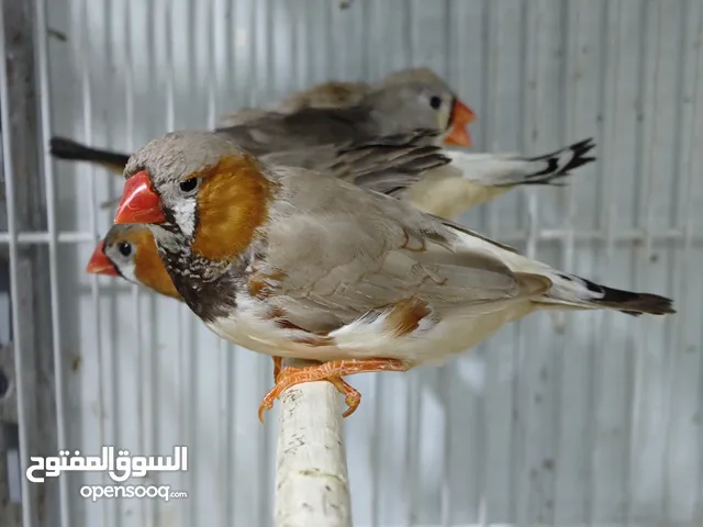 زوجين فناجس جامبو خشن