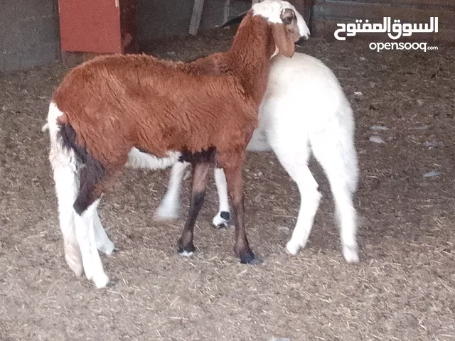2 فطايم مهجنات تبارك الله العمر 4شهور و5شهور