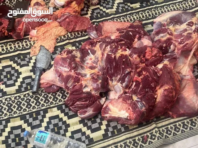 لحم ثيران عمانيه
