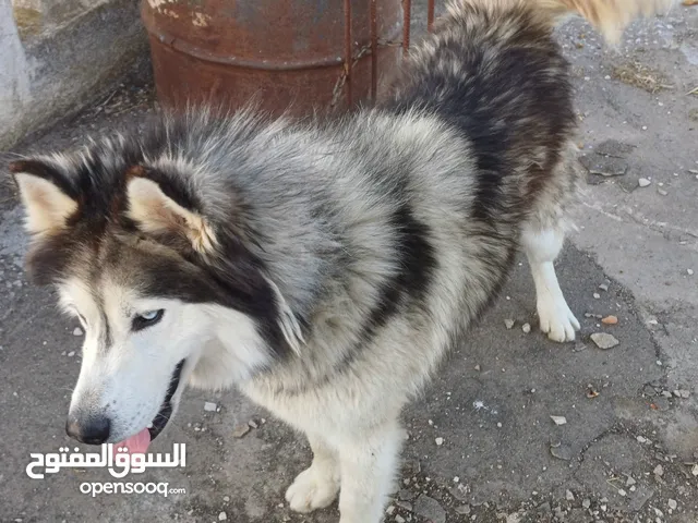 كلب هاسكي للبيع