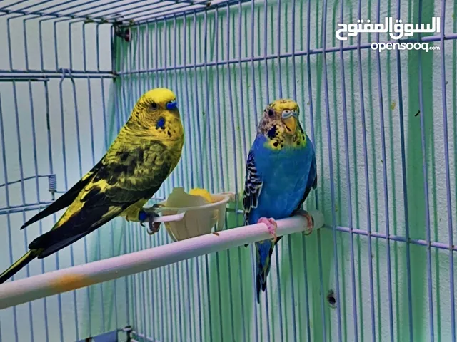 جوز حب منتج