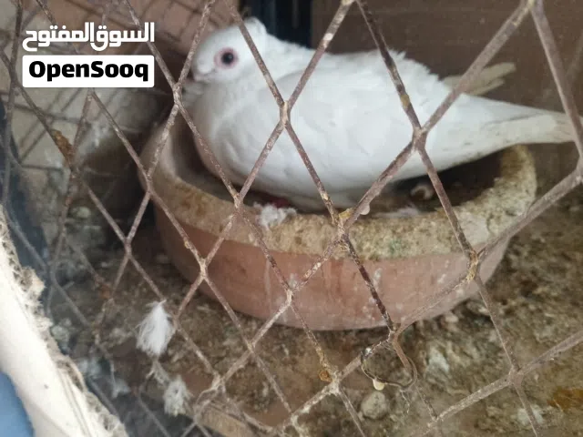 بولنديات طحتيهم بيض