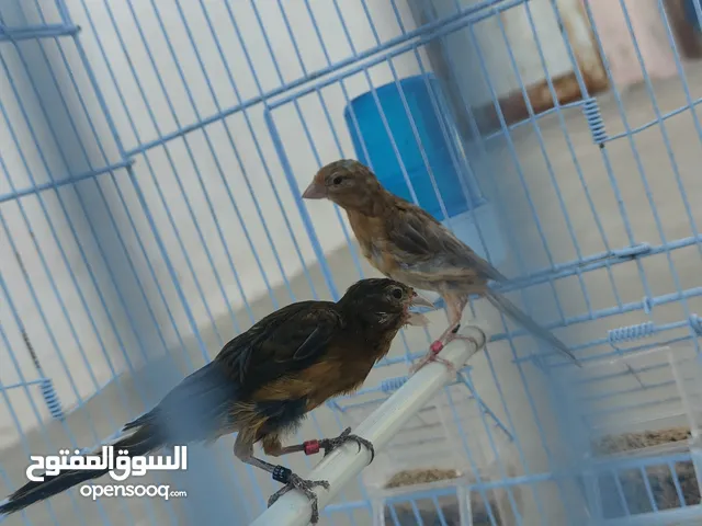 طيور كناري نخب
