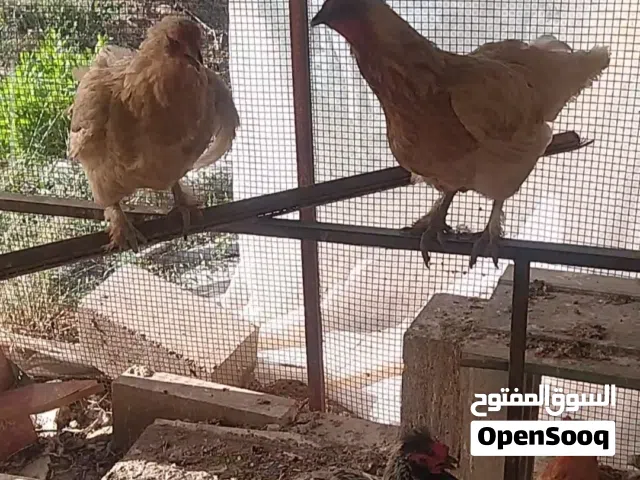 دجاج للبيع