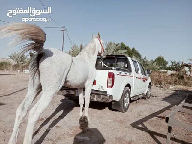 خيل للبيع في البصرة