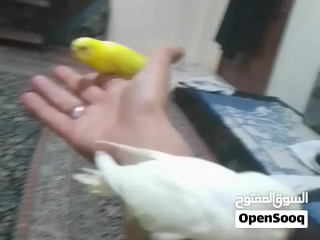 طيور الحب اليفه جدا مدربه على الانسان الطير الواحد خمسه الف ماتعض ابدا ولا تهرب منك