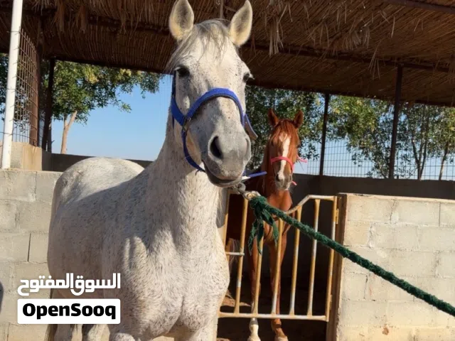 فراس ركوب إنتاج صحة جيدة عمرها ست سنوات سعرها على 3500 يا بلاش