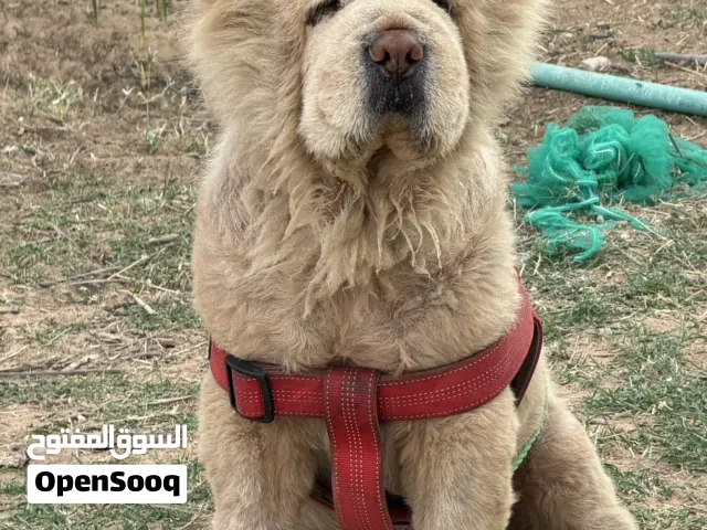 تشاو تشاو Chow Chow ( أنثى )