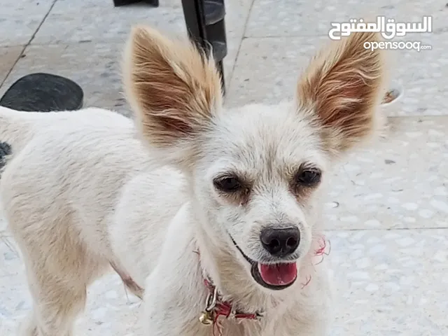 كلب شيواوا العمر 8 شهور ماخذ كل المطاعيم الكلب ممتاز لعوب جدا جدا بحب صاحبو الكلب محلوق شعرو عشان.