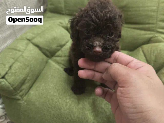 rare toy poodle choco