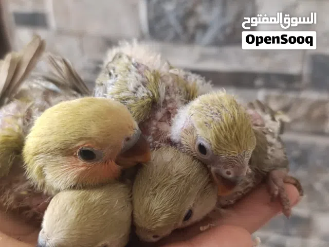 للبيع زوج لافبيرد
