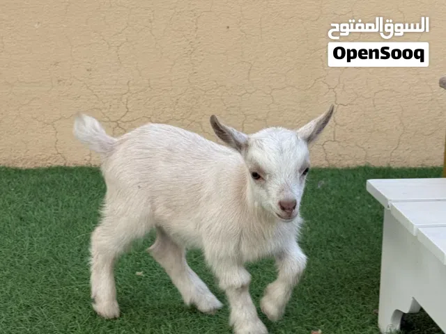 تيس الماعز القزم