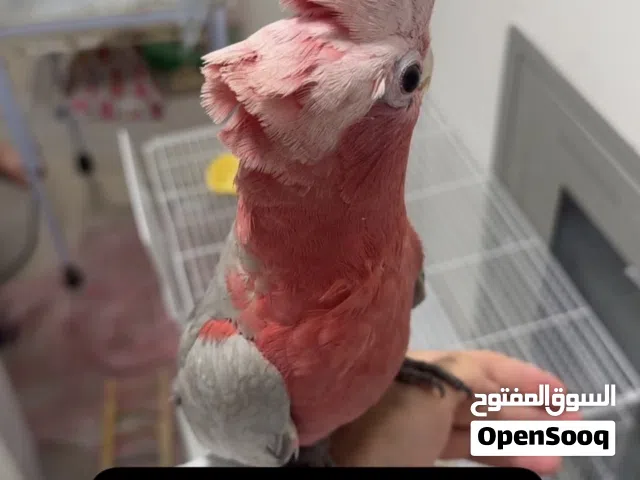 كوكاتو قالا اليف