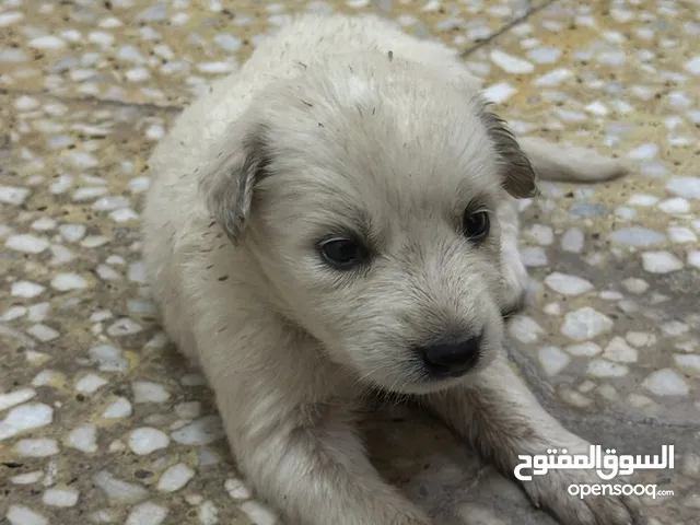 كلب صغير للتبني .....