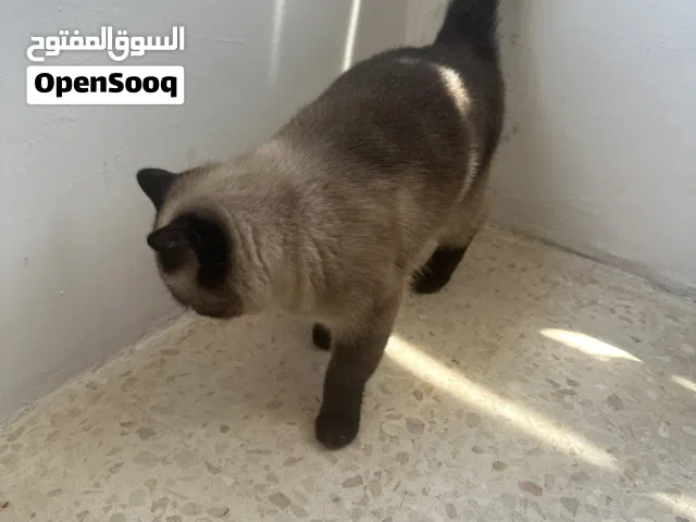 قطه هملايا