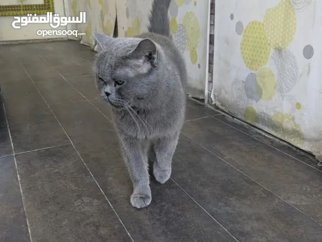 قطة سكوتش ستريت