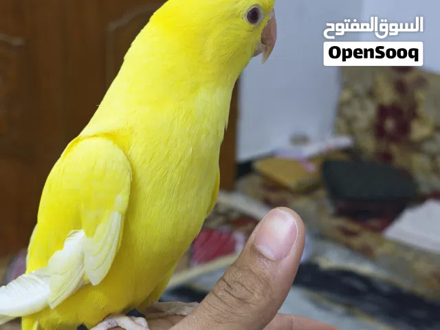 ببغاء درة صفره عيون حمر بداية فطام عمرة اكثر من 3 اشهر