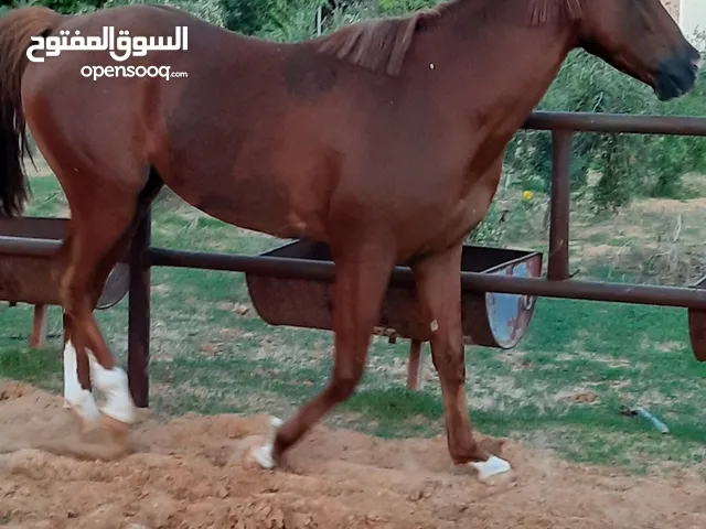 حصان عربي أصيل للبيع