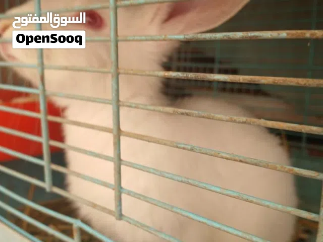 ارنب اليف مناسب اطفال