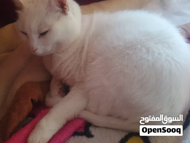 قطة انثى هنغوري تركية