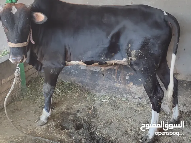 عجل للبيع في قضاء ابي الخصيب