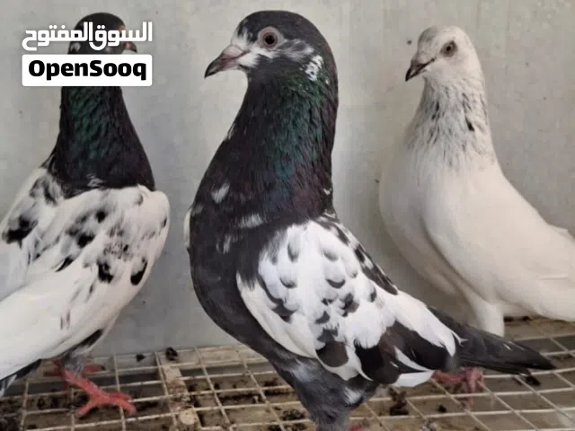 للبيع حمام باكيستاني