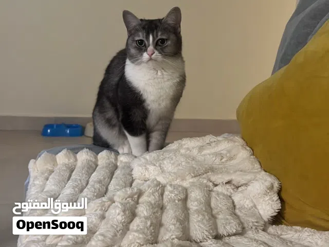 قطع انثى سكوتش ستريت شورت هير للتبني