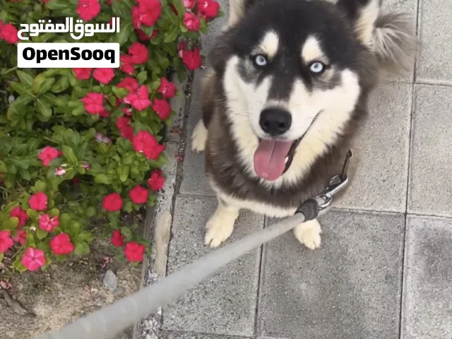 هاسكي بيور