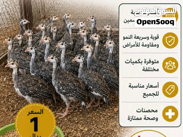 للبيع صيصان حبشي ( كانجا )