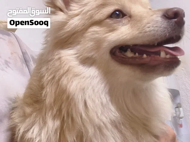 بومرينيان ذكر