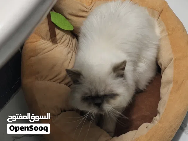 mammalian cat