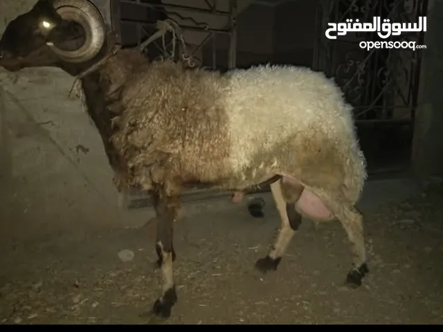 خروف 84كيلو
