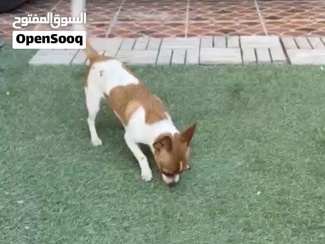 Smart Chihuahua boy dog 1 year