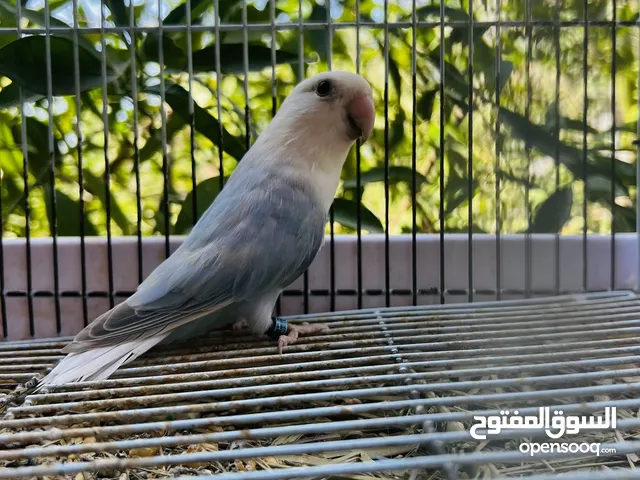 متاح دكر بلد ابلاين حجم ونضافه ربى يبارك تفرج واحكم من صور وتعالا تفرج