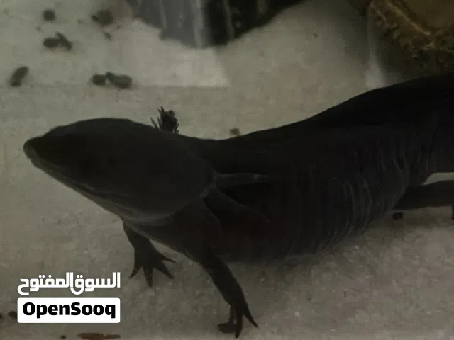 axolotl سلمندر