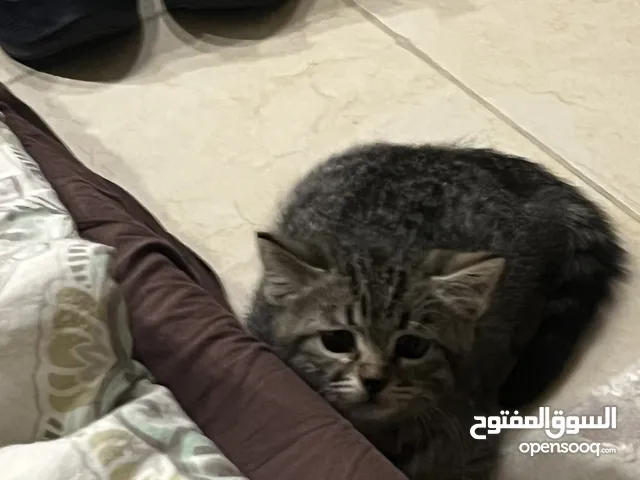 قطه عمرها تقريباً 3 شهور للتبني