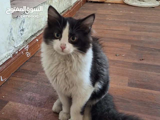 Sharukh Khan for sale , Persion cat