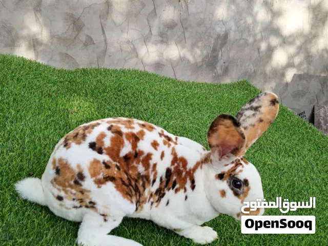 3 دكور ركس تري كلر
