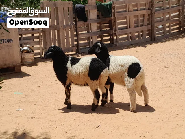 2خرفان وطنيات مشالله عمرهم ف 5شهور ونص سليمات من العيوب والامراض...