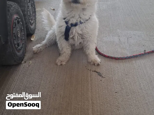 Dog maltese