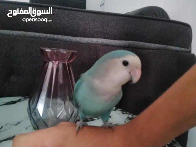 ببغاء روزا