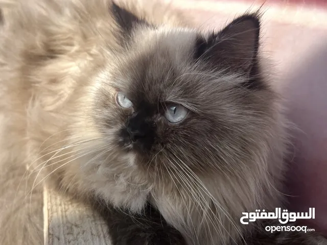 قطة هملايا جوكلت للبيع الوصف مهم جدا