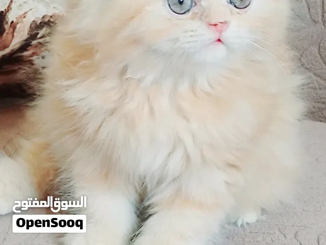 كيتن انثى بيرشن بيور 50 يوم مدربه ومطعمه حشرات