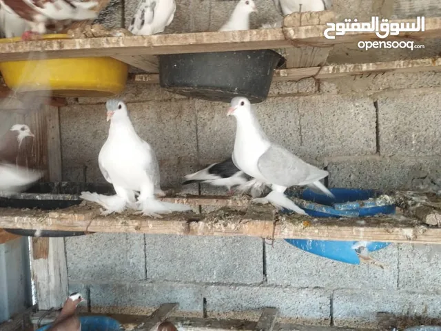 حمام للبيع بطريق