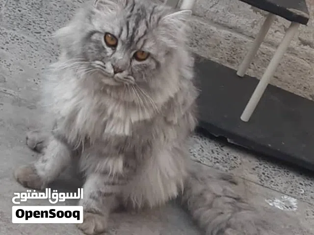 قط للبيع نضيييف