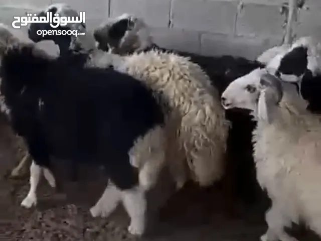 اضاحي نجديات