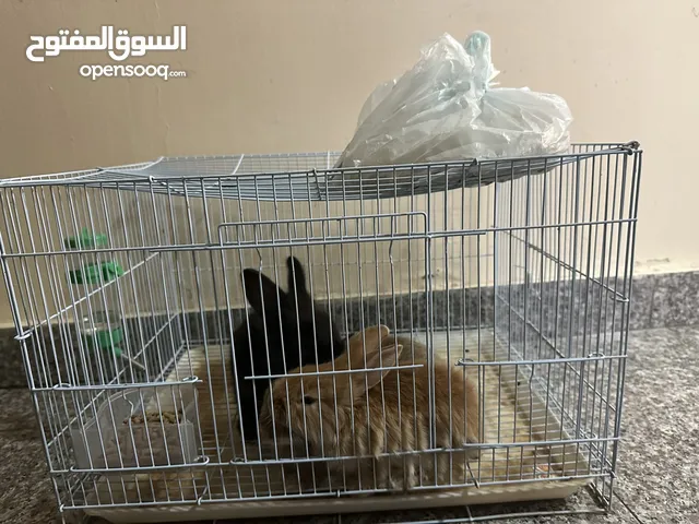 أرانب شامل القفص و الأكل