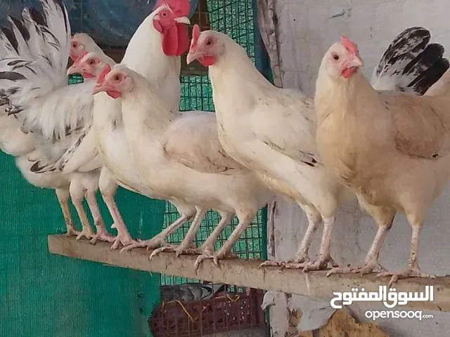 دجاج فرنسي