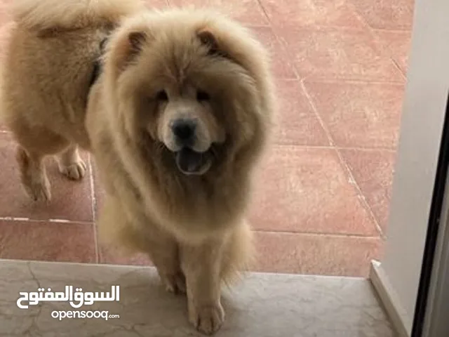 كلب للبيع عندى كل ادوات الخاصه بى