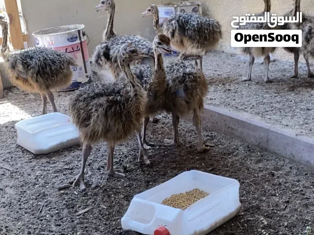 فروخ نعام الافريقي الرقبة السوداء بعمر الشهرين